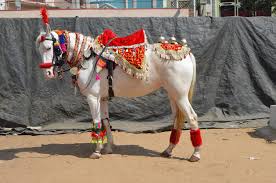Wedding horse game activity rent in Jorhat